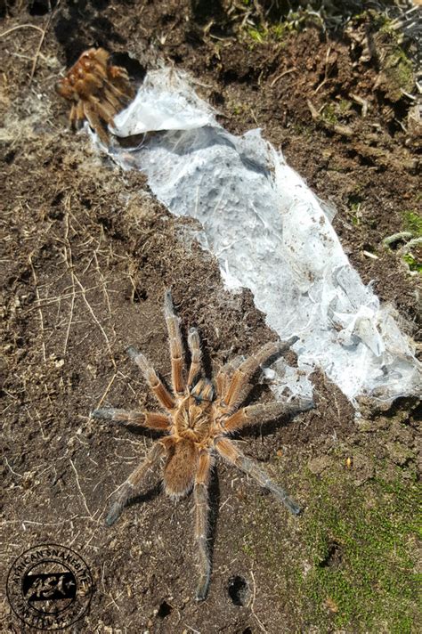 Baboon Spider - African Snakebite Institute