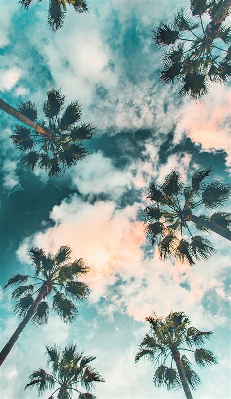 Details more than 70 palm trees aesthetic wallpaper - in.cdgdbentre