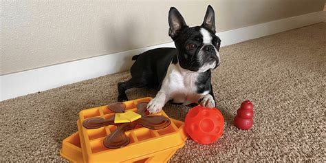 Best Puzzle Toys | Top Interactive Toys to Keep Dogs Busy