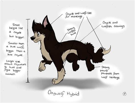 Coywolf: Pic 2 by Wolf-Chalk on DeviantArt