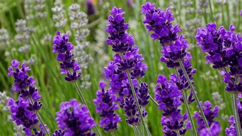 Grow lavender for baking