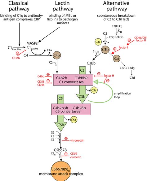 Schematic representation of the complement system and its regulators.... | Download Scientific ...