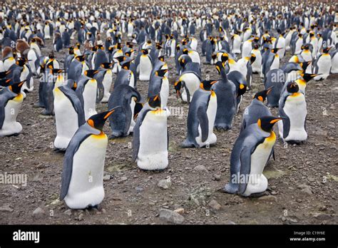 King Penguins (aptenodytes patagonicus) incubating eggs, Salisbury Plain, South Georgia Stock ...