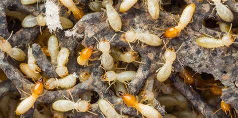 Termite Pest Control Woes – Signs You Could Be Facing Problems | Top Pest Control Singapore