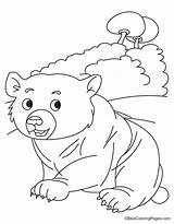 Bear Cubs Coloring Page sketch template