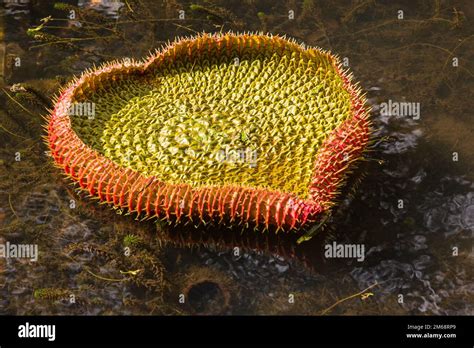 Victoria regia lily hi-res stock photography and images - Alamy