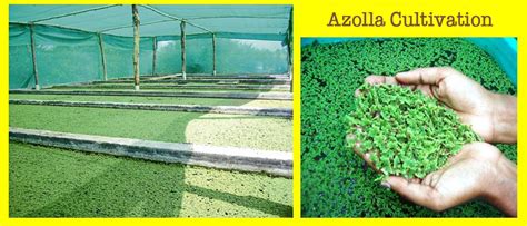 Velan Kaadu: Azolla Cultivation