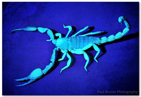 Scorpion Glow | Flickr - Photo Sharing!