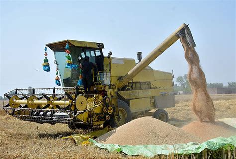 Farmers harvesting wheat crop through combined harvester machine in their field