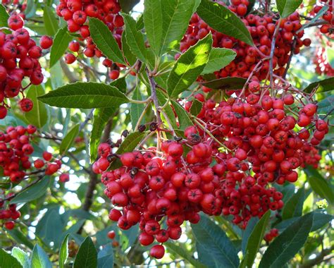 Toyon | LA Native Plant Source