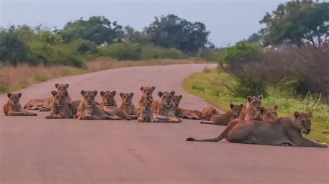 Biggest Lion Pride Blocking the Road in the Kruger - Big on Wild - Wildlife Blog and Photography