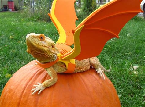 Bearded dragon, dragon costume :3 | Bearded dragon, Baby bearded dragon ...