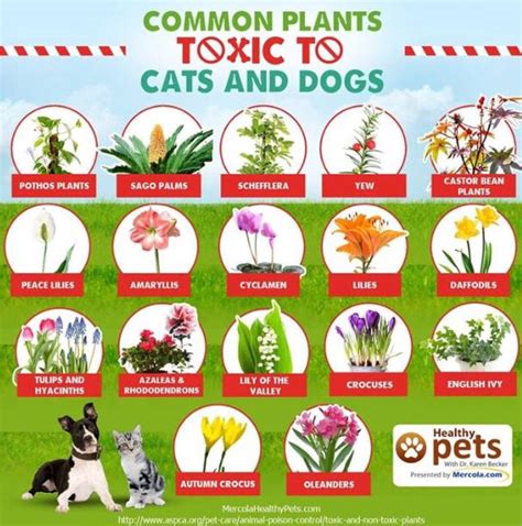 Fifteen Plants That Are Toxic to Your Pets — End of the Leash