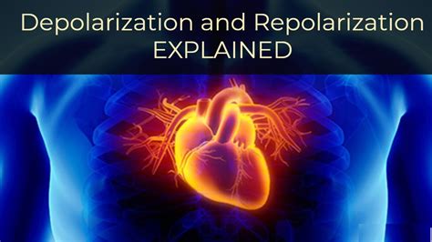 What is Depolarization and Repolarization? Simply Explained - YouTube