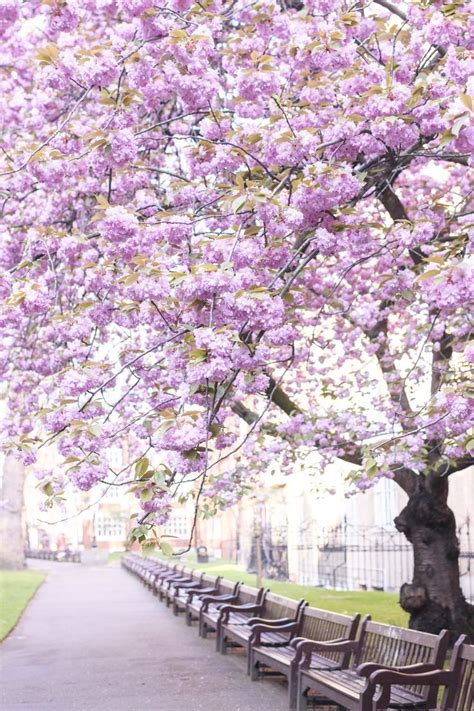 Cherry Blossoms in London | Romantic garden, Beautiful places nature, Bloom book