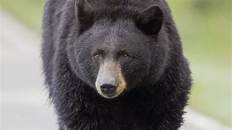 What to Do to Survive a Bear Attack - ABC News