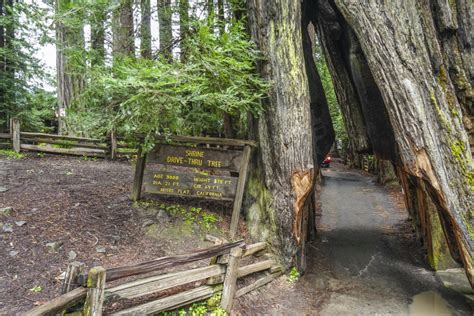 Humboldt Redwoods State Park Guide | Via