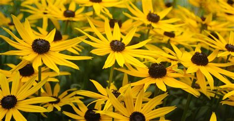 Rudbeckia Care Guide: How To Grow Black Eyed Susans | DIY Garden