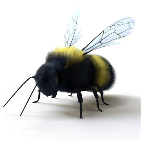 Bumblebee 3D Models download - Free3D