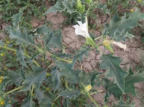 Datura stramonium - Forestrypedia