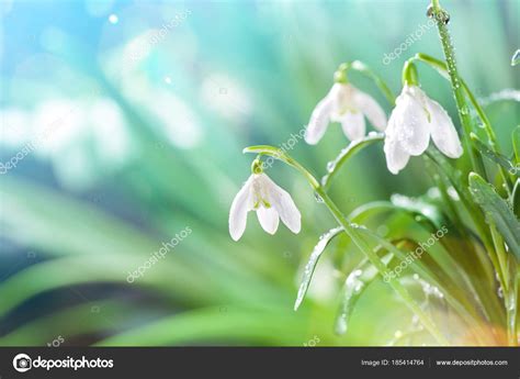 First Spring Snowdrops Flowers with Water Drops in Gadern — Stock Photo © AlexanderNovikov ...