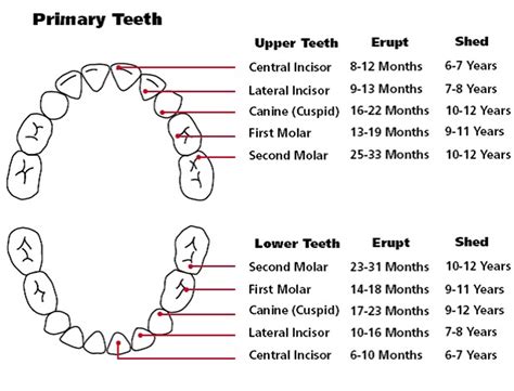 Printable Teeth Chart - Printable Word Searches