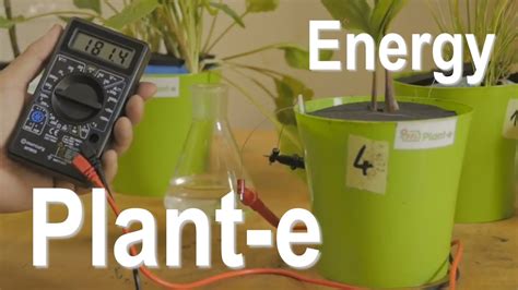 "Plant-e" energia elettrica - YouTube