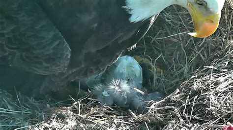 The Baby Bald Eagle Is Cuter Than You Could Imagine | Washingtonian (DC)