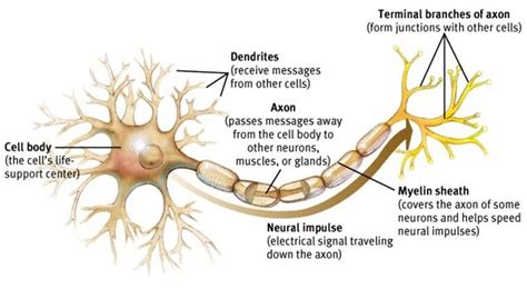 dendrite - Google Search | Neurons, Neuron structure and function ...