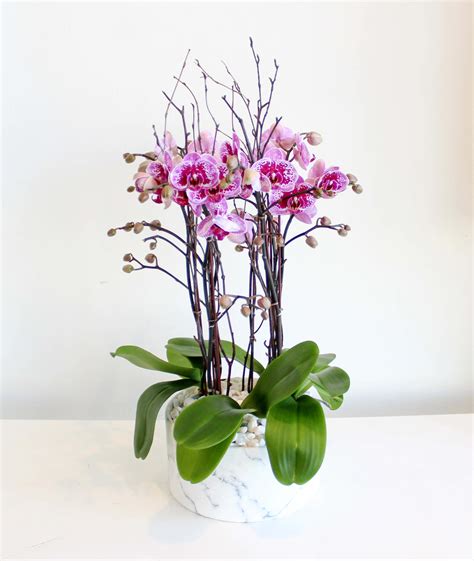 Magenta Orchids in Los Angeles, CA | Sonny Alexander Flowers