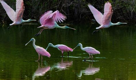 Anna Maria Island Wildlife Guide | Beach House Real Estate