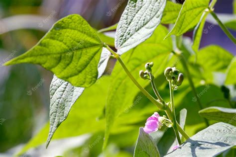 Premium Photo | Beans A flowering bean plant Phaseolus