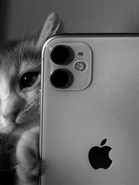 Android Wallpaper Dark, Iphone Wallpaper Hd Nature, Cute Wallpaper For Phone, Funny Cat ...