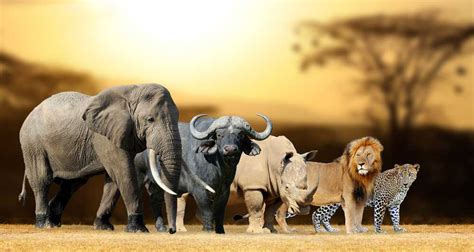 Big Five of South Africa | Big Five Safari in South Africa | Holidify