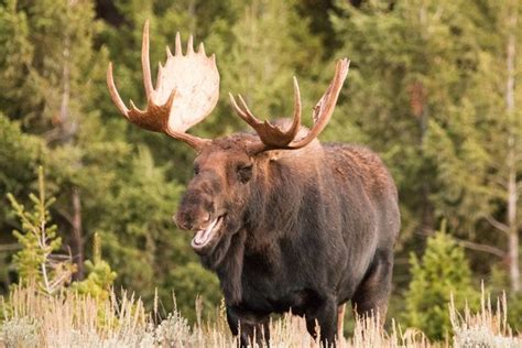 A bellowing Moose bull calls to females and rivals... - Rhamphotheca