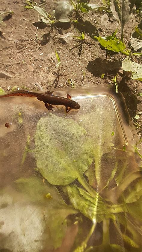 Palmate Newt breeding confirmed