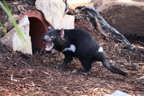 Tasmanian Devil - Altina Wildlife Park