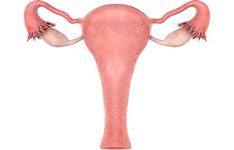 Enlarged uterus: Causes, symptoms, and treatment