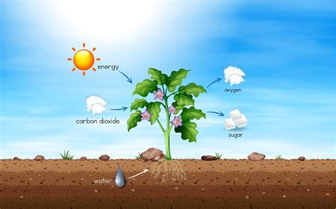 Respiration in Plants Class 11 Notes - Leverage Edu