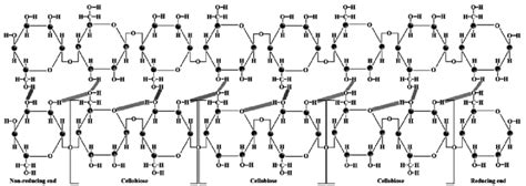 Diagram of a cellulose microfibril. The straight lines represent... | Download Scientific Diagram