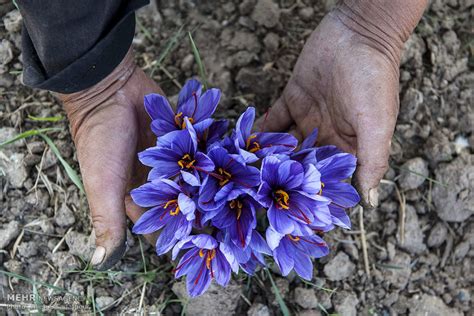 Mehr News Agency - Saffron harvest