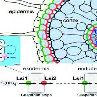 The life cycle of Helicoverpa armigera... | Download Scientific Diagram