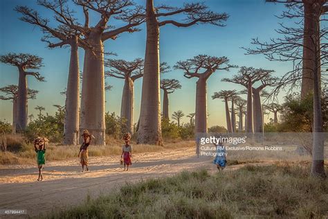 Woman walking along The Avenue of the Baobabs, Menabe, Madagascar ...