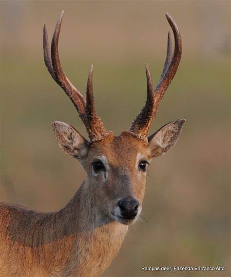 Fazenda Barranco Alto - Pantanal Lodge: Pampas deer