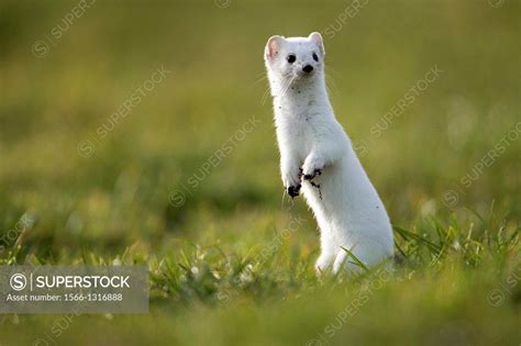 Stoat (Mustela erminea) in grass, white winter coat, Bavaria, Germany. - SuperStock