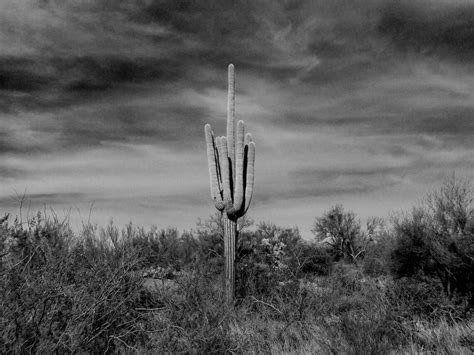 Cactus Photography Print, Black and White Nature Art Print, Minimal ...