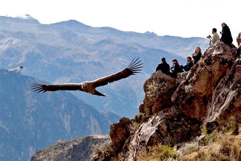 AREQUIPA & COLCA CANYON | Machu picchu, Peru travel, Machu picchu peru