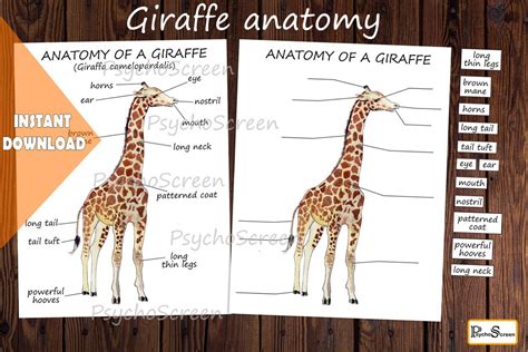 Giraffe Anatomy Body Parts Diagram of a Giraffe Mammals Montessori ...