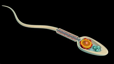 Science anatomy human sperm cell 3D - TurboSquid 1563155