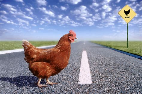 30 Funny "Why Did the Chicken Cross the Road" Jokes | Reader's Digest